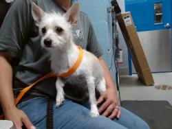 Shelter Stray Male Dog last seen 86TH/SNOW VISTA, 11800 Sunset Gardens Rd SW, Albuquerque, NM 87121, USA