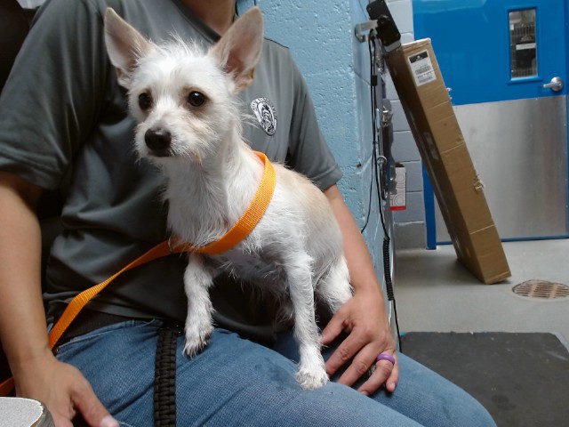 Shelter Stray Male Dog last seen 86TH/SNOW VISTA, 11800 Sunset Gardens Rd SW, Albuquerque, NM 87121, USA