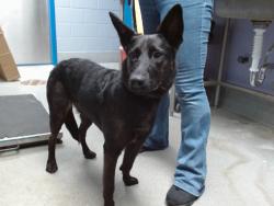 Shelter Stray Female Dog last seen WALMART ON COORS/, 11800 Sunset Gardens Rd SW, Albuquerque, NM 87121, USA