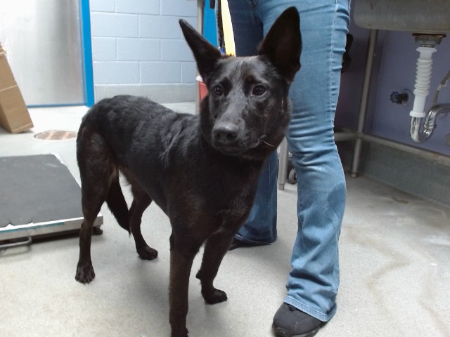 Shelter Stray Female Dog last seen WALMART ON COORS/, 11800 Sunset Gardens Rd SW, Albuquerque, NM 87121, USA