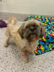 Shelter Stray Male Dog last seen LARKRIDGE SHOPPING CENTER PARKING LOT, 12155 Park Blvd, Brighton, CO 80601, USA