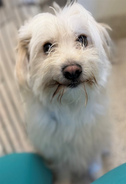 Shelter Stray Male Dog last seen Near BLOCK GALE BLVD #1914, 12155 Park Blvd, Brighton, CO 80601, USA