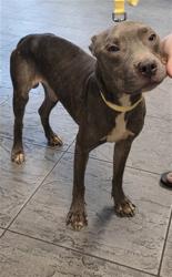 Shelter Stray Male Dog last seen , 11361 W Pico Blvd, Los Angeles, CA 90064, USA