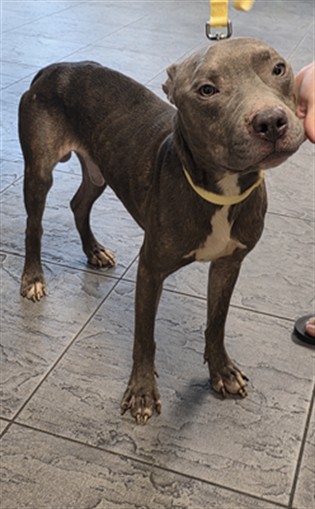 Shelter Stray Male Dog last seen , 11361 W Pico Blvd, Los Angeles, CA 90064, USA