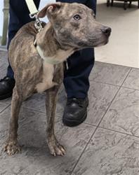 Shelter Stray Female Dog last seen , 11361 W Pico Blvd, Los Angeles, CA 90064, USA