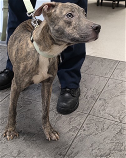 Shelter Stray Female Dog last seen , 11361 W Pico Blvd, Los Angeles, CA 90064, USA