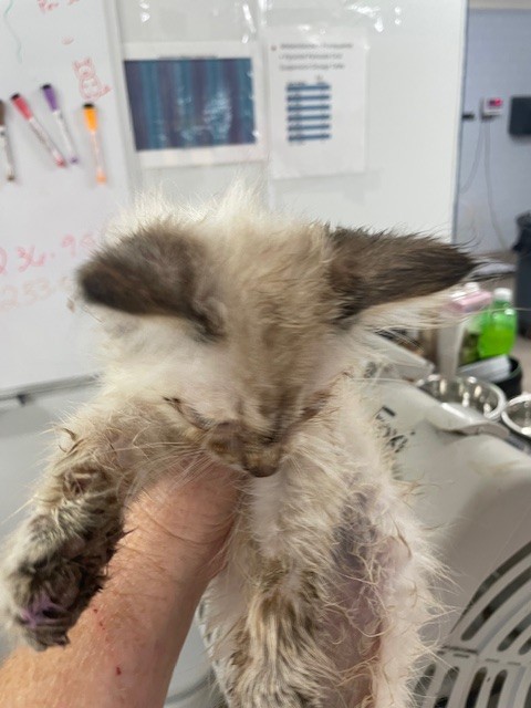 Shelter Stray Female Cat last seen , 1601 Airport Rd, Shelby, NC 28150, USA