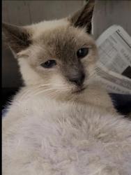 Shelter Stray Male Cat last seen , 1850 W 60th St, Los Angeles, CA 90047, USA