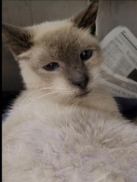 Shelter Stray Male Cat last seen , 1850 W 60th St, Los Angeles, CA 90047, USA