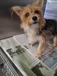 Shelter Stray Female Dog last seen , 1850 W 60th St, Los Angeles, CA 90047, USA