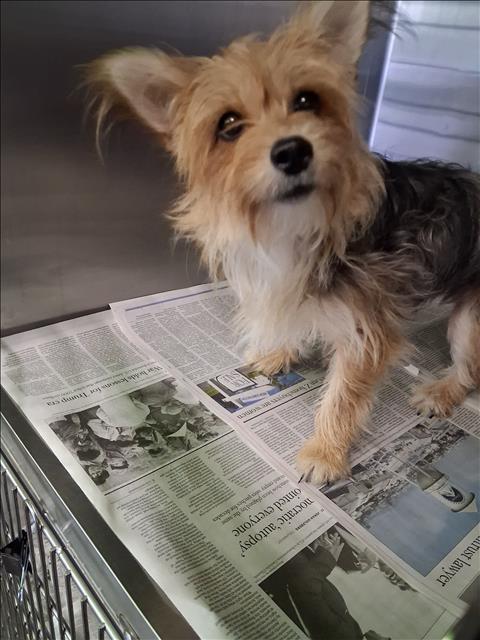 Shelter Stray Female Dog last seen , 1850 W 60th St, Los Angeles, CA 90047, USA