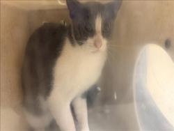 Shelter Stray Female Cat last seen , 957 N Gaffey St, San Pedro, CA 90731, USA