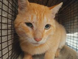 Shelter Stray Male Cat last seen , 1850 W 60th St, Los Angeles, CA 90047, USA