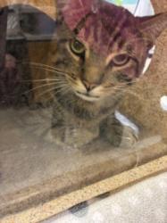 Shelter Stray Male Cat last seen , 957 N Gaffey St, San Pedro, CA 90731, USA