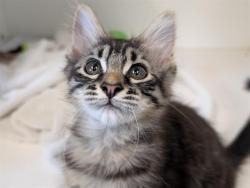 Shelter Stray Male Cat last seen , 600 Aviation Dr, Camarillo, CA 93010, USA