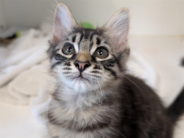 Shelter Stray Male Cat last seen , 600 Aviation Dr, Camarillo, CA 93010, USA
