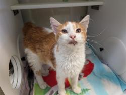 Shelter Stray Male Cat last seen , 600 Aviation Dr, Camarillo, CA 93010, USA