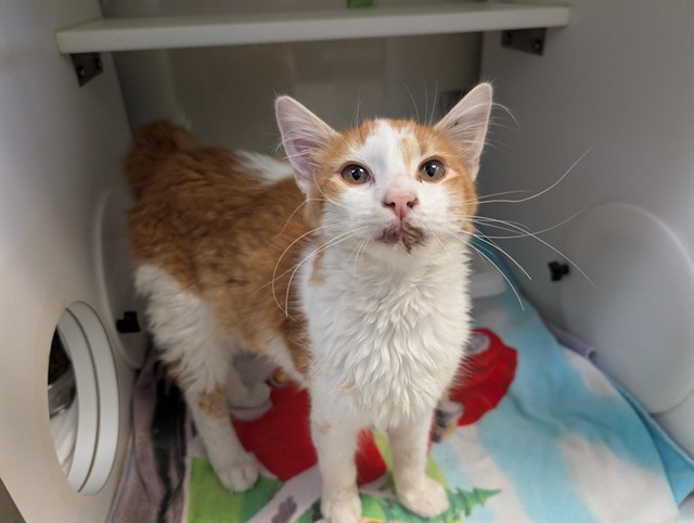 Shelter Stray Male Cat last seen , 600 Aviation Dr, Camarillo, CA 93010, USA
