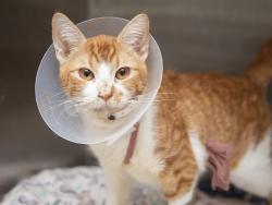 Shelter Stray Male Cat last seen RAY RD AND PREIST, 5501 E Van Buren St, Phoenix, AZ 85008, USA
