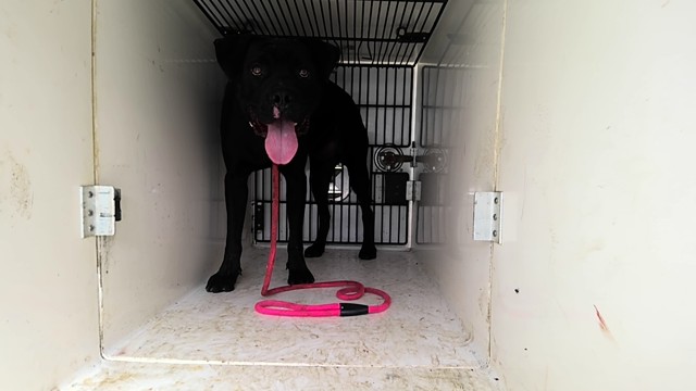 Shelter Stray Male Dog last seen Near BLOCK OSTER, 4950 SW Triana Blvd, Huntsville, AL 35805, USA