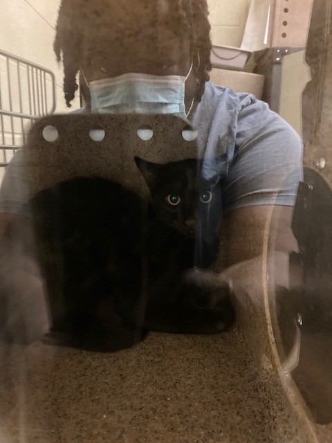 Shelter Stray Unknown Cat last seen Near BLOCK W DANUBE DR, 4522 W 3500 S, West Valley City, UT 84120, USA