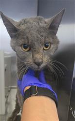 Shelter Stray Female Cat last seen Near GREGORY ST, FAYETTEVILLE NC 28311, 4704 Corporation Dr, Fayetteville, NC 28306, USA