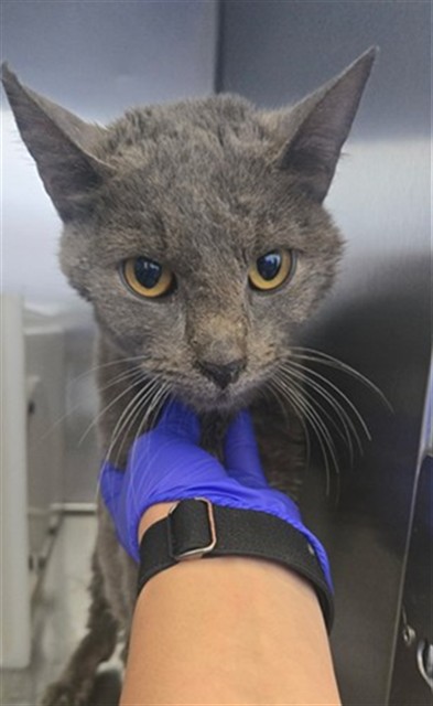 Shelter Stray Female Cat last seen Near GREGORY ST, FAYETTEVILLE NC 28311, 4704 Corporation Dr, Fayetteville, NC 28306, USA