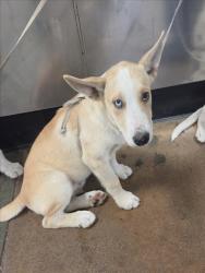 Shelter Stray Male Dog last seen , 14409 Vanowen St, Van Nuys, CA 91405, USA