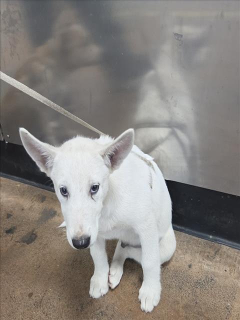 Shelter Stray Male Dog last seen , 14409 Vanowen St, Van Nuys, CA 91405, USA