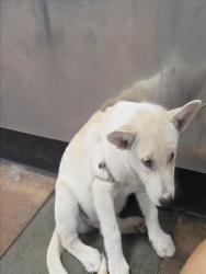 Shelter Stray Male Dog last seen , 14409 Vanowen St, Van Nuys, CA 91405, USA