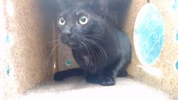 Shelter Stray Male Cat last seen , 11258 Garfield Ave, Downey, CA 90242, USA