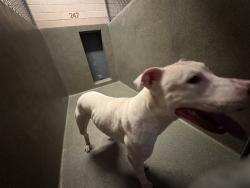 Shelter Stray Male Dog last seen , 216 W Victoria St, Gardena, CA 90248, USA