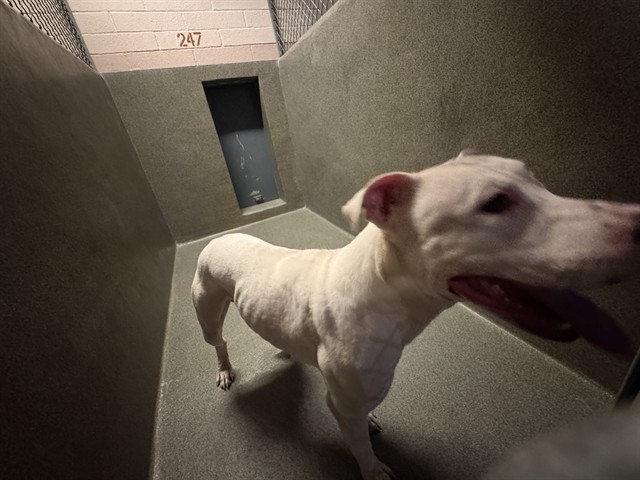 Shelter Stray Male Dog last seen , 216 W Victoria St, Gardena, CA 90248, USA