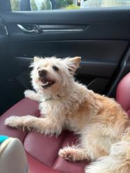 Shelter Stray Female Dog last seen Near BLOCK TENNESSEE, 3528 Newburg Rd, Louisville, KY 40218, USA