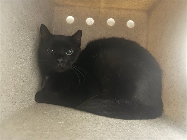 Shelter Stray Unknown Cat last seen Near BLOCK GARWOOD DR, PUEBLO CO 81005, 4600 Eagleridge Pl, Pueblo, CO 81008, USA
