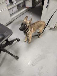 Shelter Stray Female Dog last seen Near BLOCK GLENN WAY, HEMET CA 92543, 581 S Grand Ave, San Jacinto, CA 92582, USA