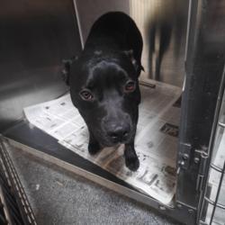 Shelter Stray Female Dog last seen , 3201 Lacy St, Los Angeles, CA 90031, USA