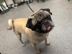 Shelter Stray Male Dog last seen , 3201 Lacy St, Los Angeles, CA 90031, USA