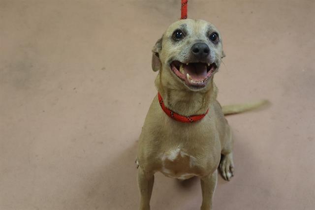Shelter Stray Male Dog last seen Near BLOCK LORICK AVE, 127 Humane Ln, Columbia, SC 29201, USA
