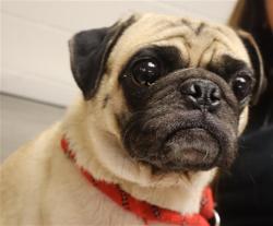 Shelter Stray Male Dog last seen Near BLOCK BLUFF RD, 127 Humane Ln, Columbia, SC 29201, USA