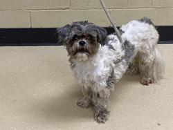 Shelter Stray Female Dog last seen , 3839 W Burnham St, West Milwaukee, WI 53215, USA