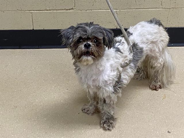 Shelter Stray Female Dog last seen , 3839 W Burnham St, West Milwaukee, WI 53215, USA