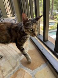 Found/Stray Unknown Cat last seen Bay Shore Loop in Bay Crossing, off of Perth Road, Mooresville, NC 28117