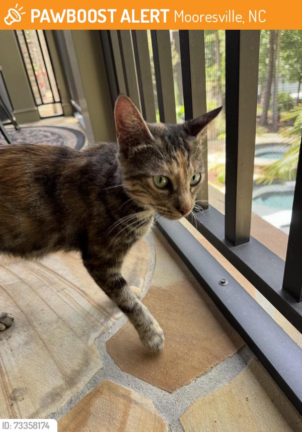 Found/Stray Unknown Cat last seen Bay Shore Loop in Bay Crossing, off of Perth Road, Mooresville, NC 28117