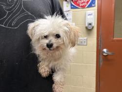 Shelter Stray Male Dog last seen 35TH/SCOTT, 3839 W Burnham St, West Milwaukee, WI 53215, USA