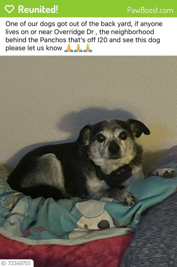 Reunited Male Dog last seen Ridge spring court, Arlington, TX 76017
