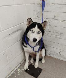 Shelter Stray Female Dog last seen HERRITAGE AND BASELINE, 333 Chandler Pl, San Bernardino, CA 92408, USA