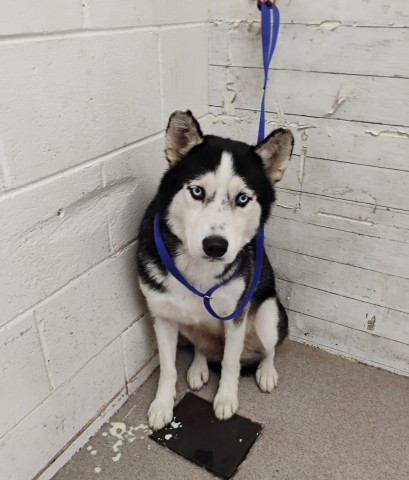 Shelter Stray Female Dog last seen HERRITAGE AND BASELINE, 333 Chandler Pl, San Bernardino, CA 92408, USA