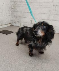 Shelter Stray Male Dog last seen , 333 Chandler Pl, San Bernardino, CA 92408, USA