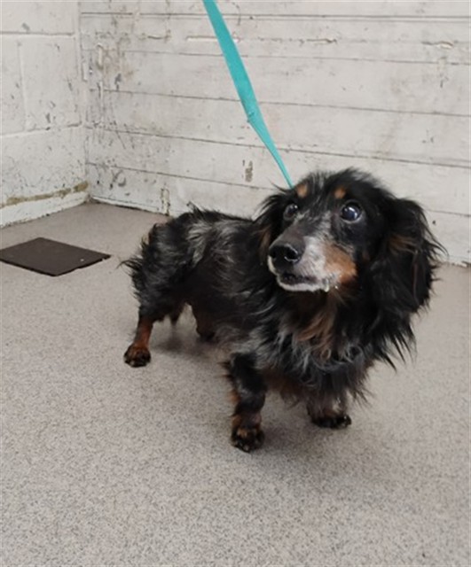 Shelter Stray Male Dog last seen , 333 Chandler Pl, San Bernardino, CA 92408, USA